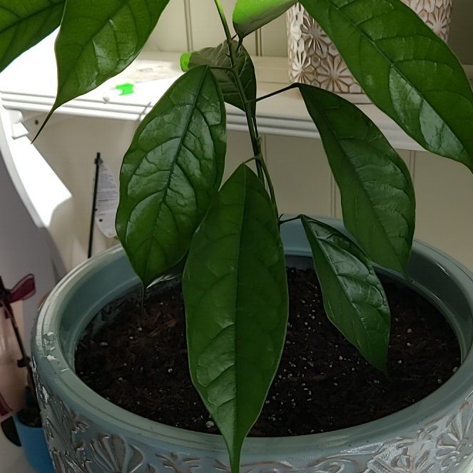 Photo of the plant species Kola Nut Tree by @SmoothChiotilla named Clooney on Greg, the plant care app