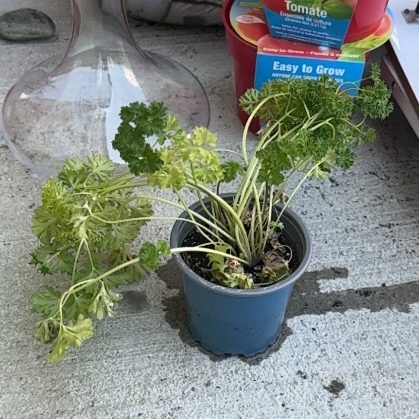 Captain Plant-it