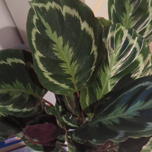 Photo of the plant species Medallion Prayer Plant by @YummyCorndaisy named Adele on Greg, the plant care app