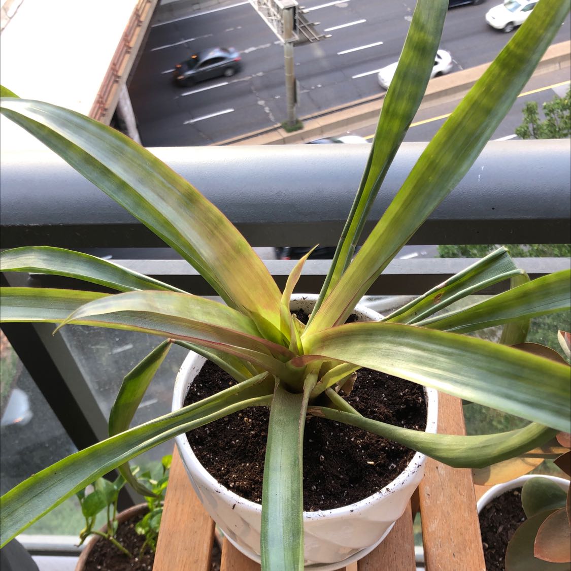 Healthy droophead tufted airplant in a white pot filled with perlite, sitting on a wooden outdoor shelf.