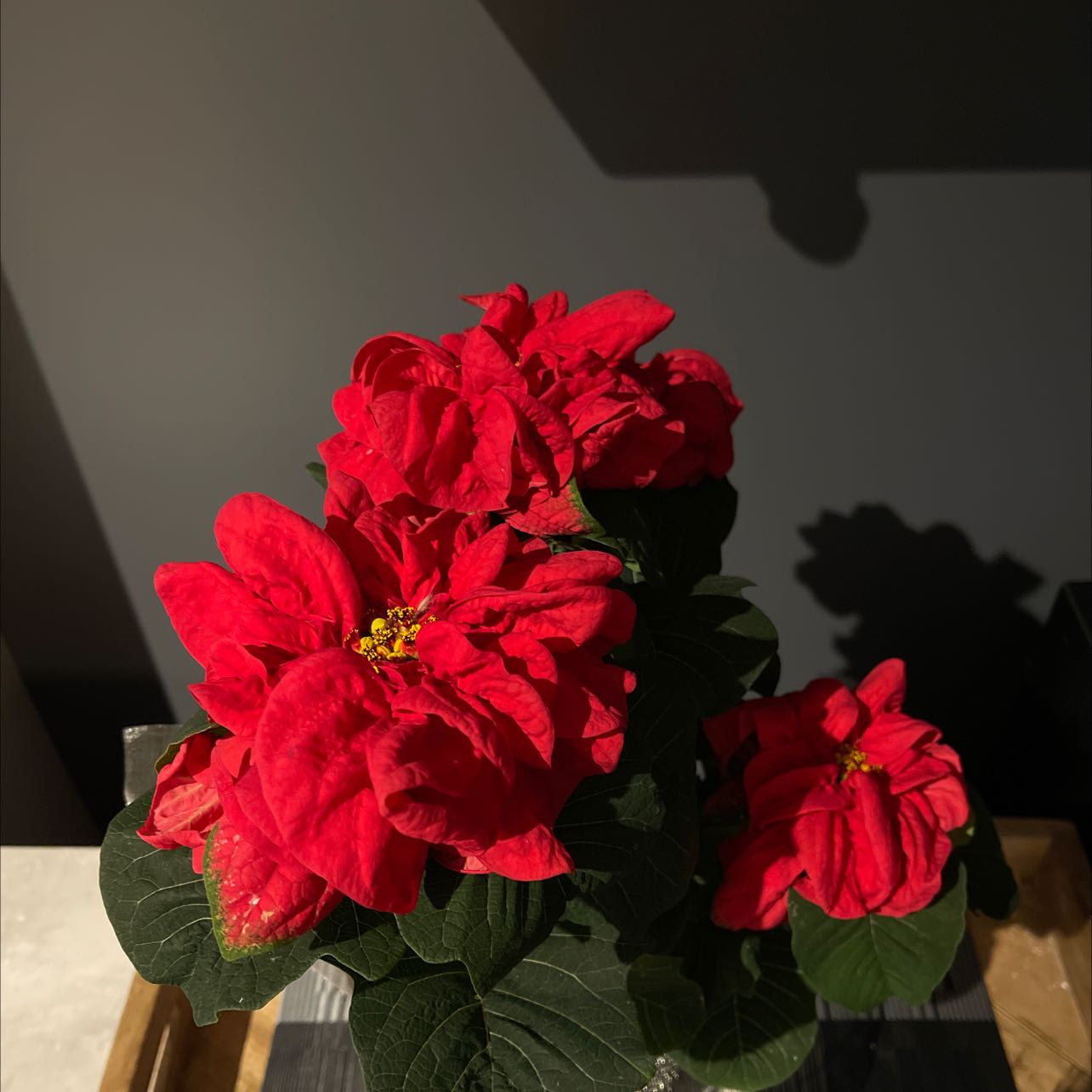 Poinsettia plant with vibrant red bracts and dark green leaves, appearing healthy.