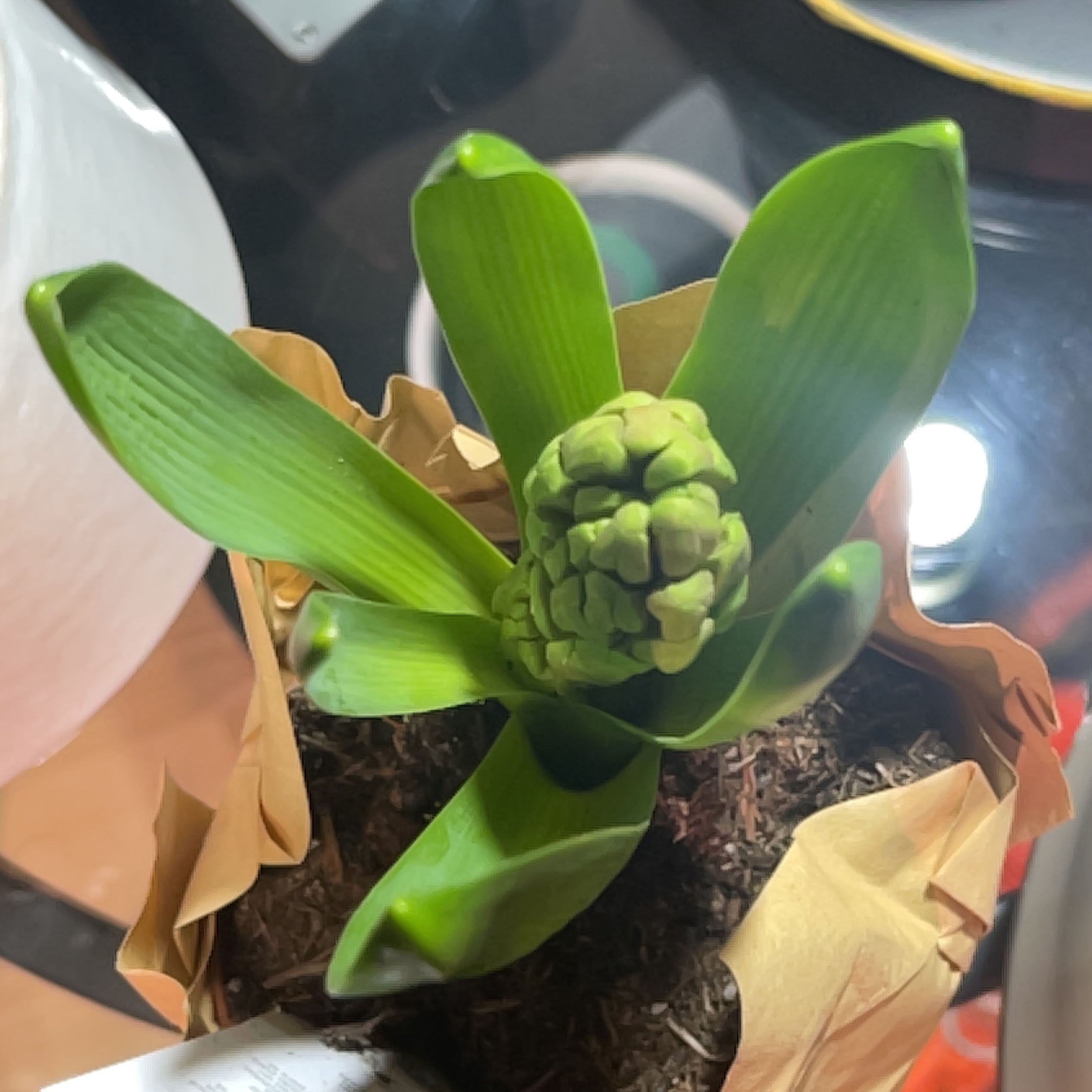 Garden Hyacinth plant with healthy green leaves and a developing flower bud.