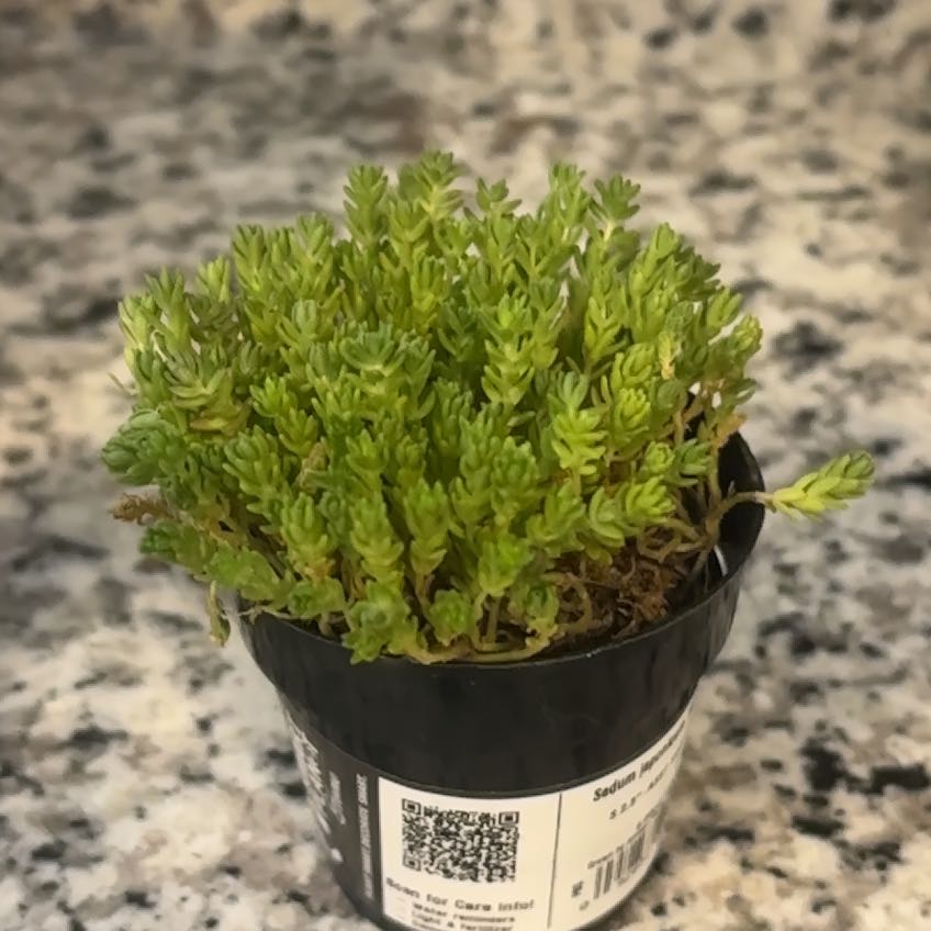 Photo of the plant species Sedum japonicum 'Tokyo Sun' by @KeyWildleadwort named Grigory on Greg, the plant care app