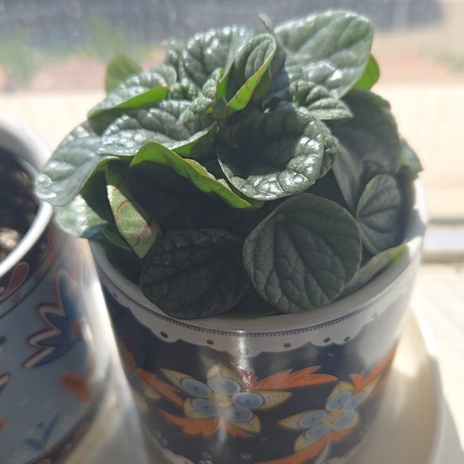 Photo of the plant species Peperomia Greyhound by @TopKeylime79 named Bella on Greg, the plant care app