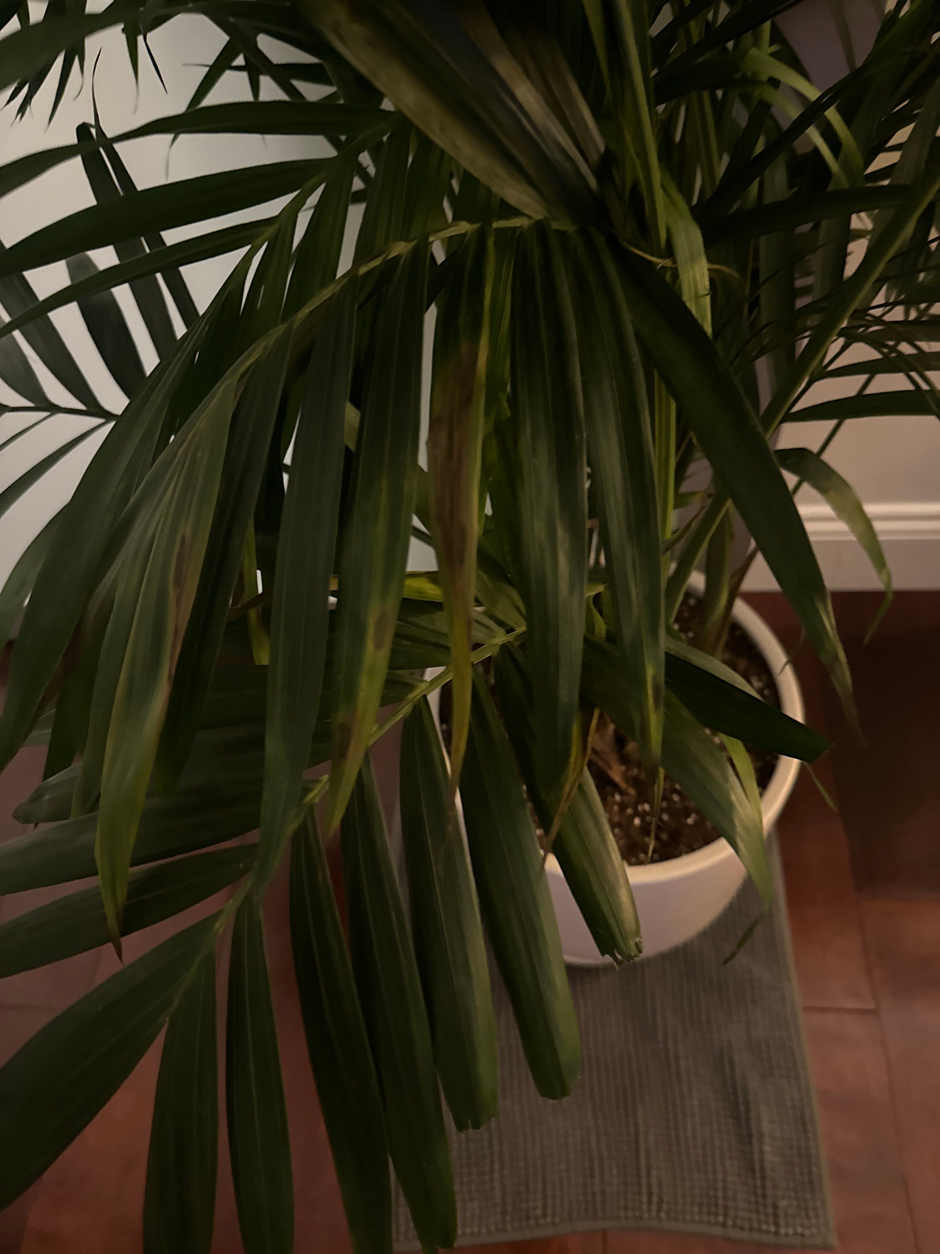 The Complete Decker's Palm Plant Care Guide Water, Light & Beyond