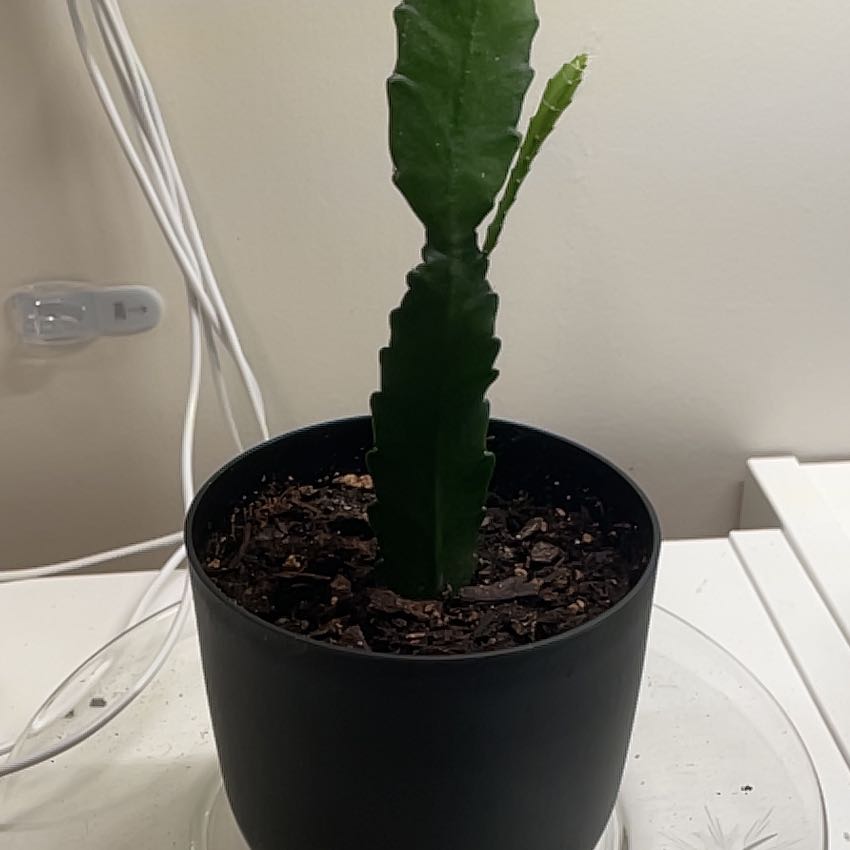 Photo of the plant species German Empress Orchid Cactus by @LovelyFernmoss named Girlfrond on Greg, the plant care app