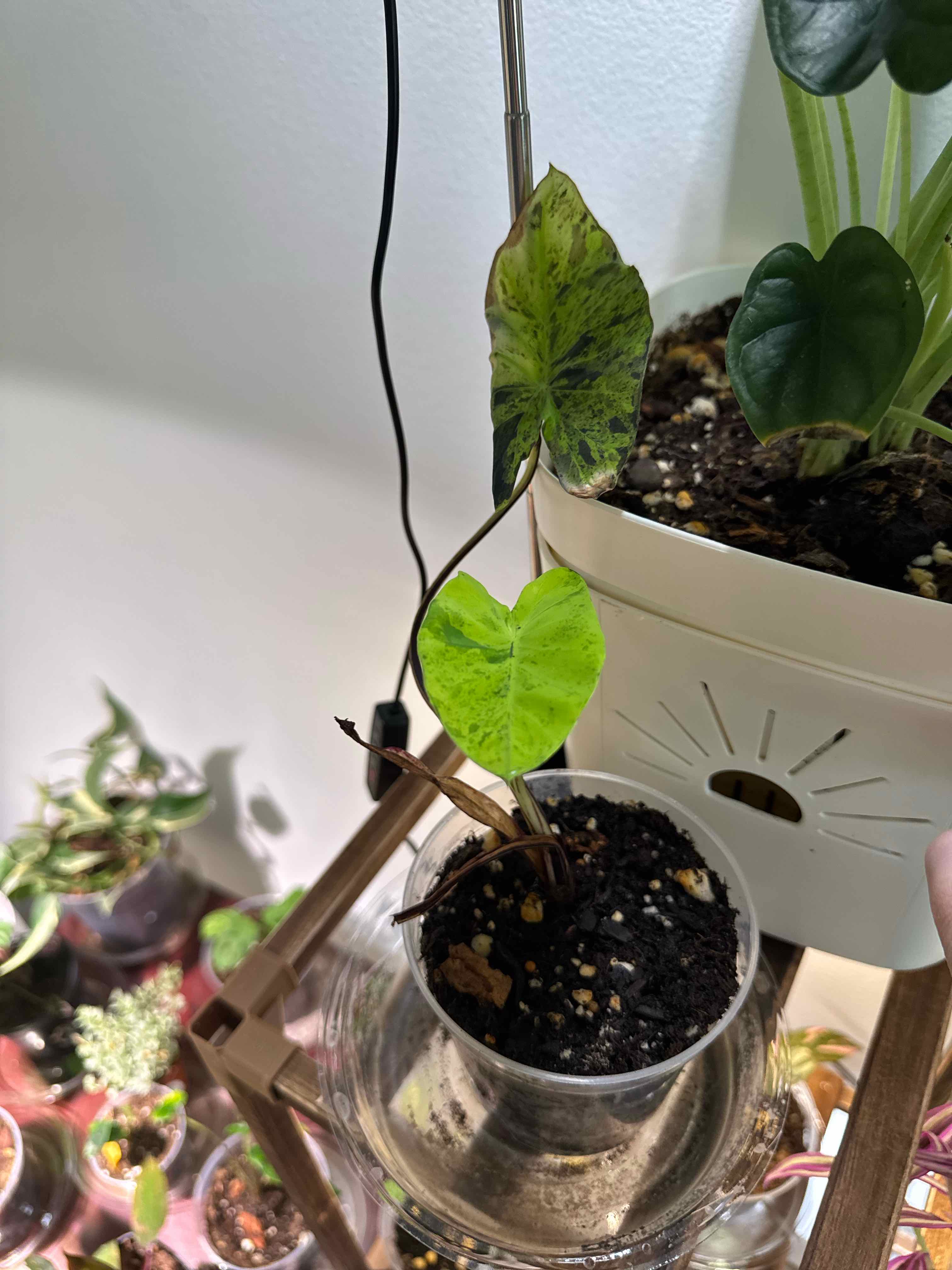 Photo of the plant species Mojito colocasia by @KeyDyersalkanet named Madonna on Greg, the plant care app