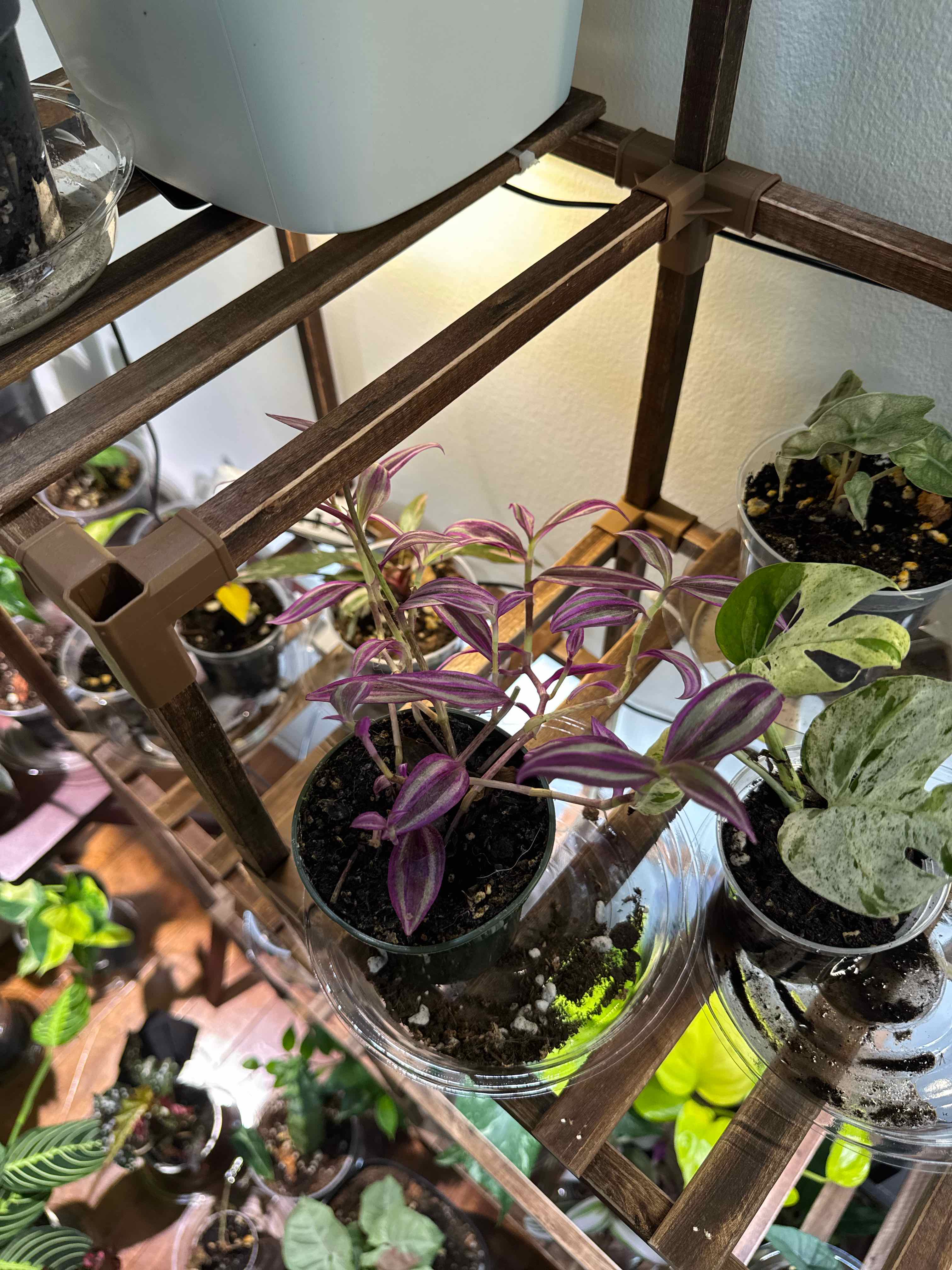 Photo of the plant species Tradescantia 'Pink Paradise' by @KeyDyersalkanet named Denali on Greg, the plant care app