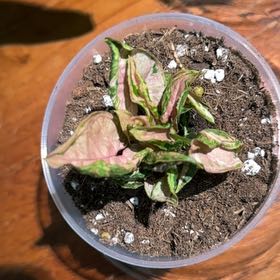 Photo of the plant species Syngonium Pink Rolli by @KeyDyersalkanet named Sigmund on Greg, the plant care app