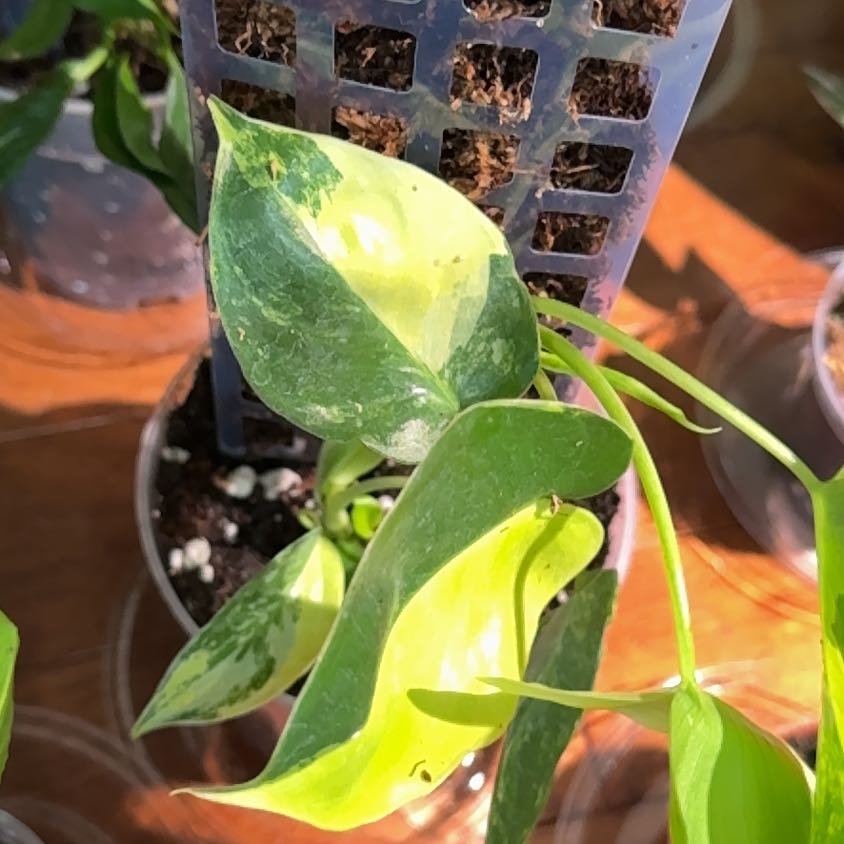 Photo of the plant species Variegated Burle Marx Philodendron by @KeyDyersalkanet named Mochi on Greg, the plant care app