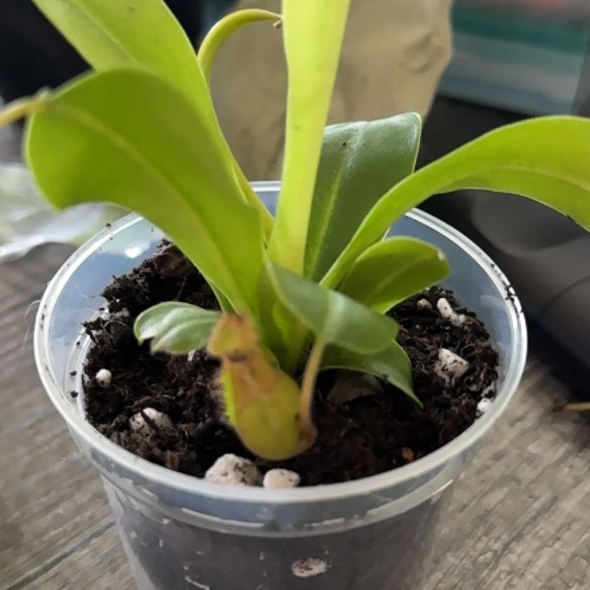 Photo of the plant species Nepenthes Alata by @KeyDyersalkanet named Girlfrond on Greg, the plant care app