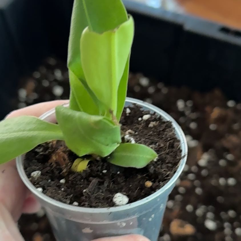 Photo of the plant species monkey cup by @KeyDyersalkanet named Stella on Greg, the plant care app