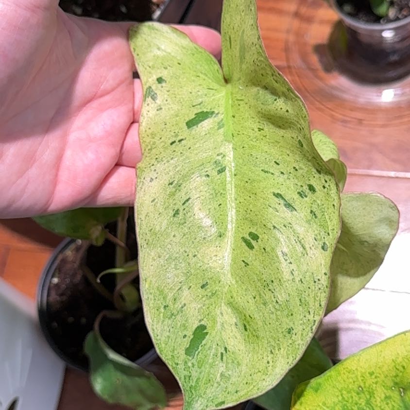Photo of the plant species Philodendron by @KeyDyersalkanet named Remington on Greg, the plant care app