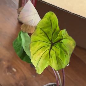 Photo of the plant species Colocasia 'Redemption' PP34,729 by @KeyDyersalkanet named Foxxy on Greg, the plant care app