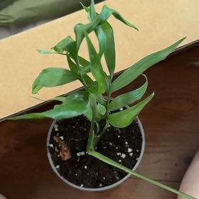 Photo of the plant species Monstera subpinnata by @KeyDyersalkanet named Mando on Greg, the plant care app