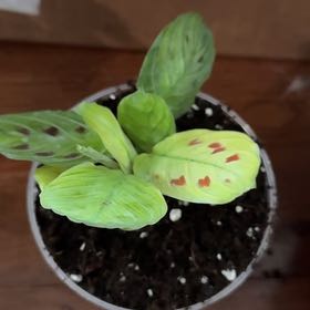 Photo of the plant species Black Prayer Plant by @KeyDyersalkanet named Prince on Greg, the plant care app