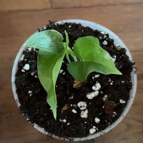 Photo of the plant species Delta Force Anthurium by @KeyDyersalkanet named Messi on Greg, the plant care app