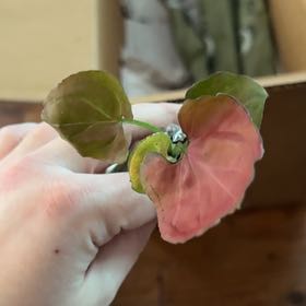 Photo of the plant species Sygonium Orm Nak by @KeyDyersalkanet named Tolkien on Greg, the plant care app