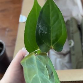 Photo of the plant species Anthurium Black Sensation by @KeyDyersalkanet named Elle on Greg, the plant care app
