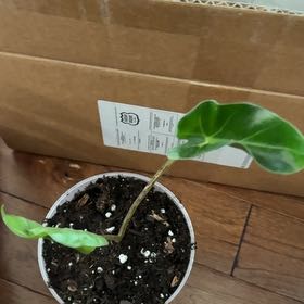 Photo of the plant species Alocasia New Guinea Gold by @KeyDyersalkanet named Sage on Greg, the plant care app
