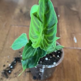 Photo of the plant species Philodendron 'Verrucosum' by @KeyDyersalkanet named Nathan on Greg, the plant care app
