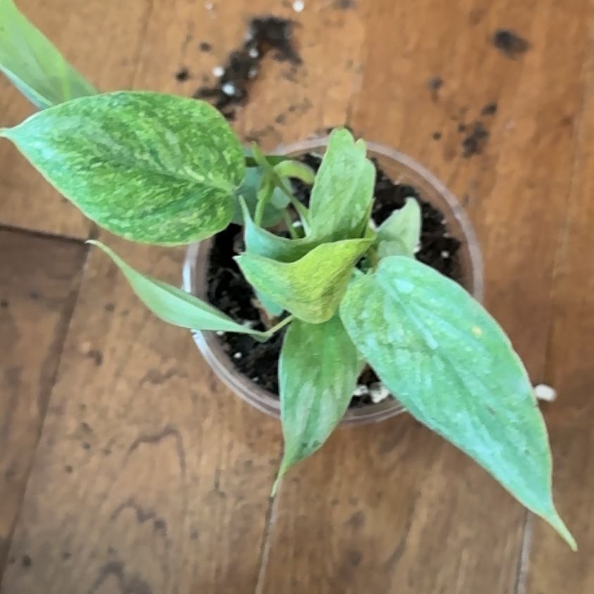 Photo of the plant species Philodendron sodiroi 'Variegata' by @KeyDyersalkanet named Duke on Greg, the plant care app