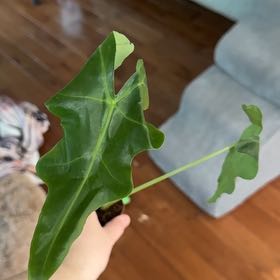 Photo of the plant species Malaysian Monster by @KeyDyersalkanet named Lebron on Greg, the plant care app
