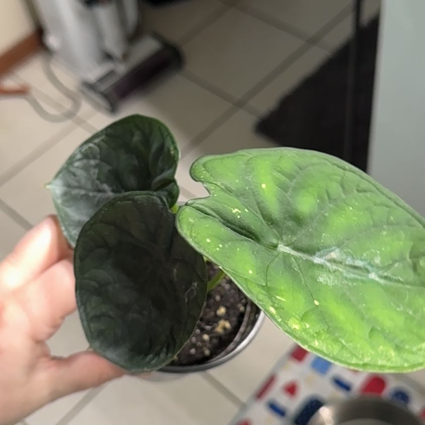 Photo of the plant species Alocasia Aegis by @KeyDyersalkanet named Marilyn on Greg, the plant care app