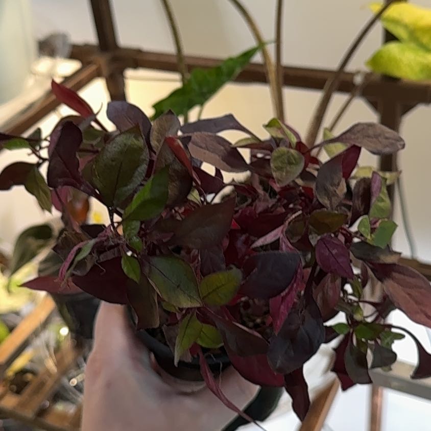 Plant care for Amaranth on Greg, the plant care app