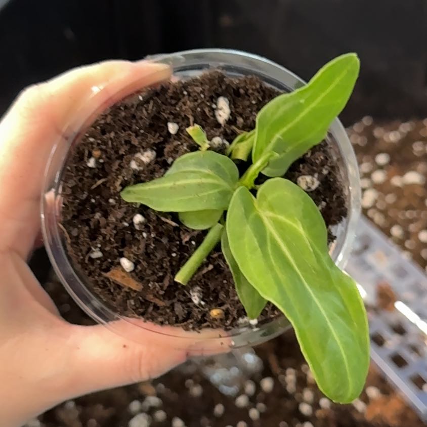 Photo of the plant species Anthurium ‘Villenaorum’ by @KeyDyersalkanet named Benjamin on Greg, the plant care app