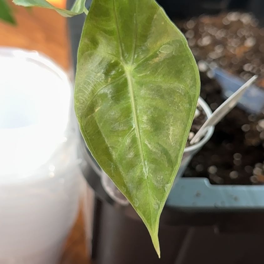 Photo of the plant species Alocasia Nairobi Nights by @KeyDyersalkanet named Kai on Greg, the plant care app