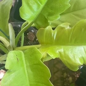 Photo of the plant species Philodendron crocodile by @ZappyMontbretia named Orlando Bloom on Greg, the plant care app