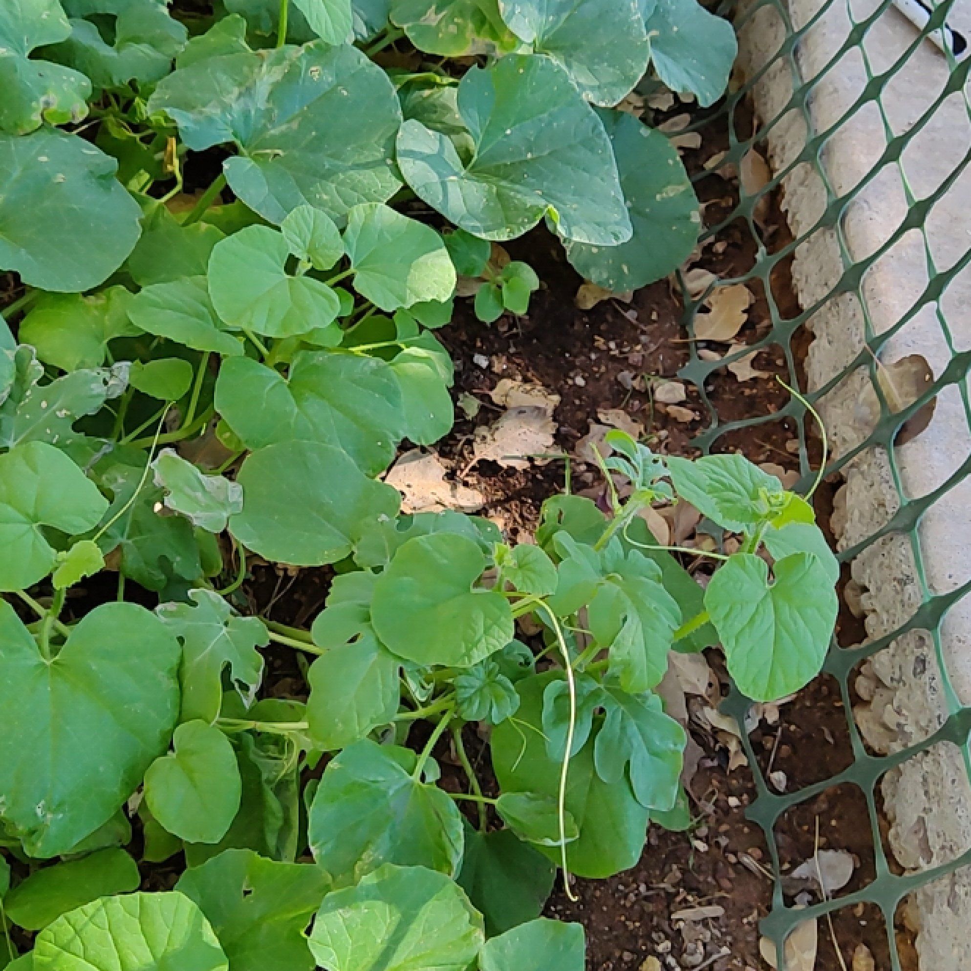 Photo of the plant species Doubleclaw by @CertainFantasy named Orlando Bloom on Greg, the plant care app