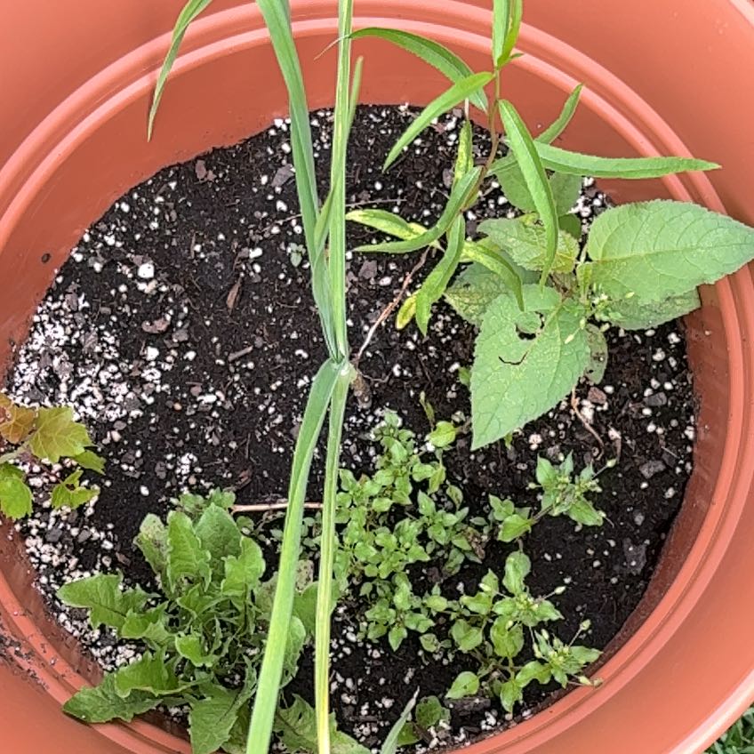 Plant care for Syngonium on Greg, the plant care app