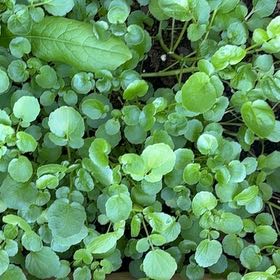 Photo of the plant species Water Cress by @VipSilverstripe named Gates on Greg, the plant care app