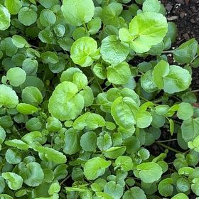 Photo of the plant species Water Cress by @VipSilverstripe named Bruce Lee on Greg, the plant care app
