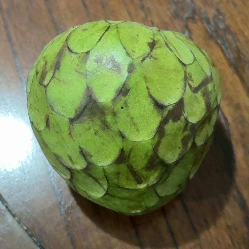 Photo of the plant species Sugar Apple by @VipSilverstripe named Delilah on Greg, the plant care app
