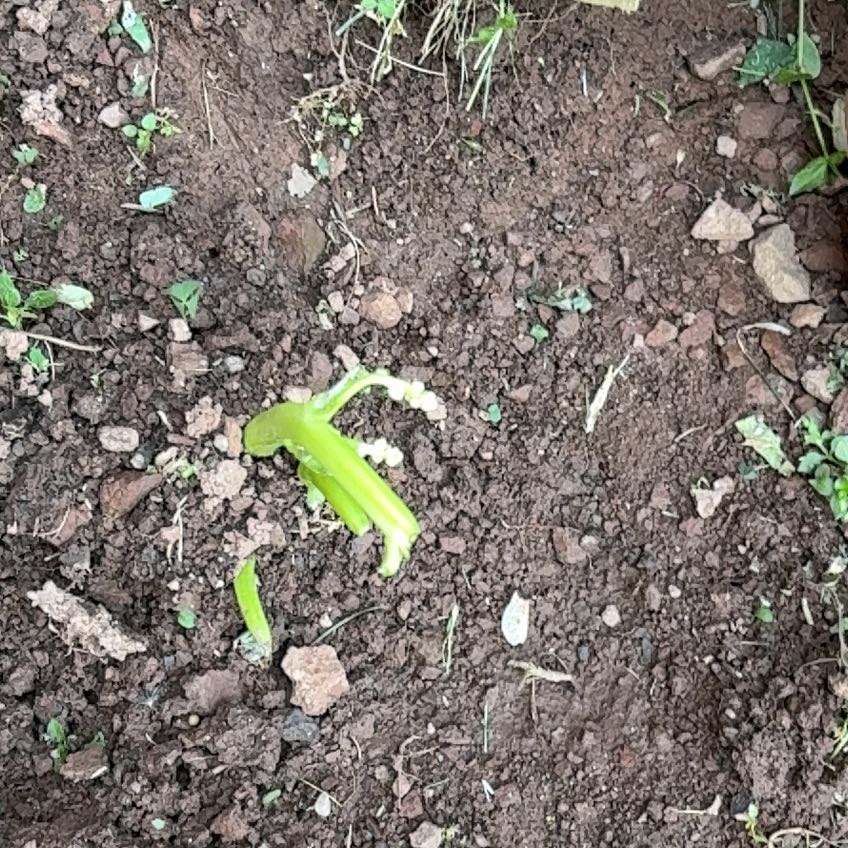Photo of the plant species Crabweed by @VipSilverstripe named Bieber on Greg, the plant care app