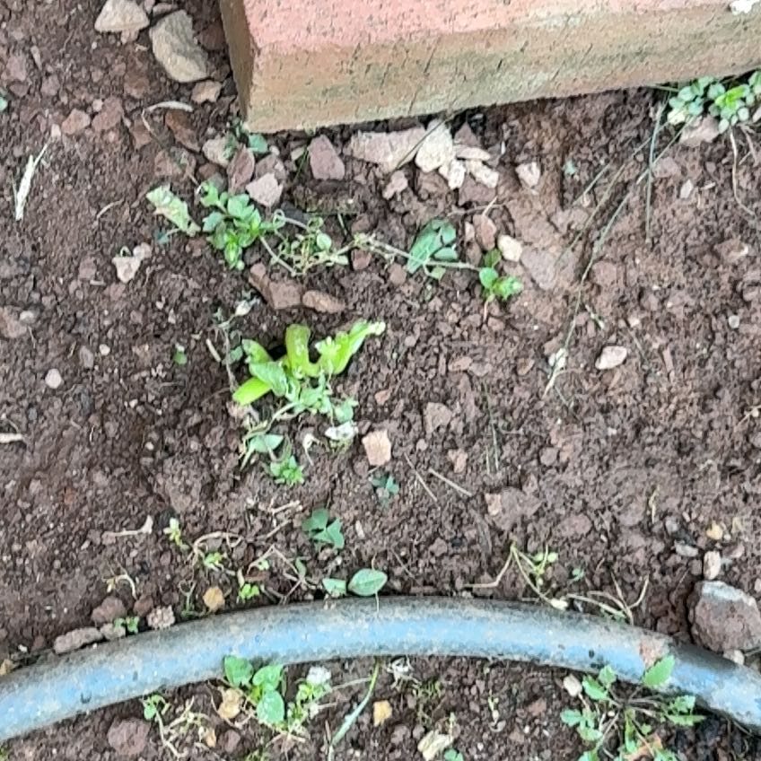 Photo of the plant species Oriental False Hawksbeard by @VipSilverstripe named Fernie Mac on Greg, the plant care app