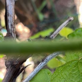 Photo of the plant species Mustang Grape by @VipSilverstripe named Emerson on Greg, the plant care app