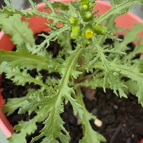 Photo of the plant species Groundsel by @VipSilverstripe named James Dean on Greg, the plant care app
