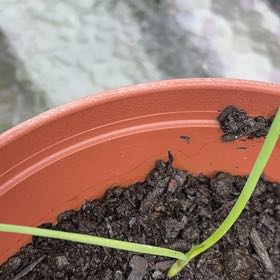 Photo of the plant species Allium Sativum by @VipSilverstripe named Apollo on Greg, the plant care app