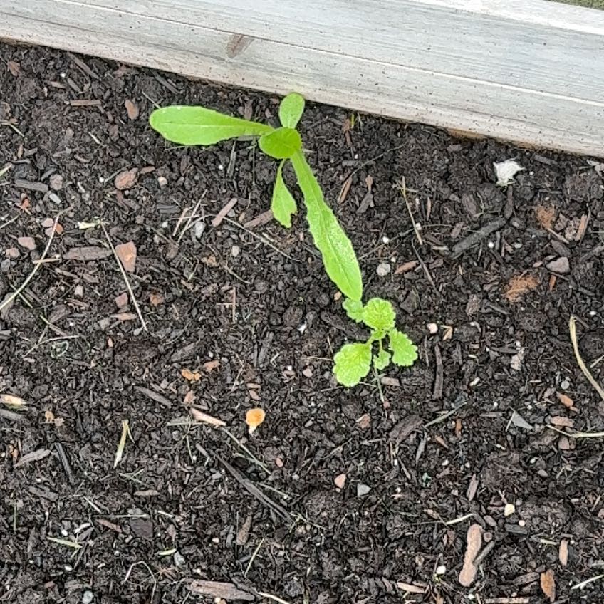 Photo of the plant species Wormseed by @VipSilverstripe named da Vinci on Greg, the plant care app