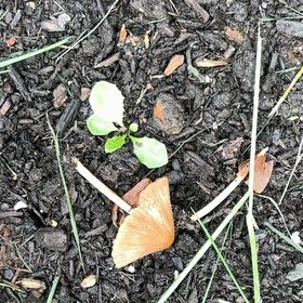 Photo of the plant species Ginkgo Tree by @VipSilverstripe named Rosa on Greg, the plant care app
