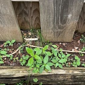 Photo of the plant species Pennsylvania Pellitory by @VipSilverstripe named Huckleberry Fern on Greg, the plant care app