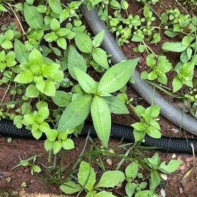 Photo of the plant species Persicaria Longiseta by @VipSilverstripe named Aristotle on Greg, the plant care app