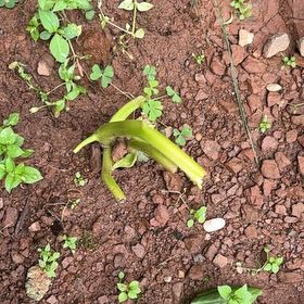 Photo of the plant species Corn by @VipSilverstripe named Navajo on Greg, the plant care app