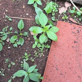 Photo of the plant species Spreading Pellitory by @VipSilverstripe named Fernie Saunders on Greg, the plant care app