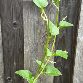 Photo of the plant species Malabar Spinach by @VipSilverstripe named Leonardo on Greg, the plant care app