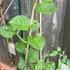 Photo of the plant species Malabar Spinach by @VipSilverstripe named Bella on Greg, the plant care app